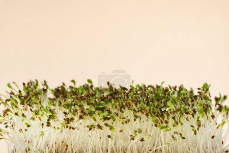 Téléchargez les photos : Macro shot of alfalfa microgreen sprouts on the bamboo wooden board against beige background. Healthy nutrition concept. Raw sprouted seeds of microgreens salad - en image libre de droit