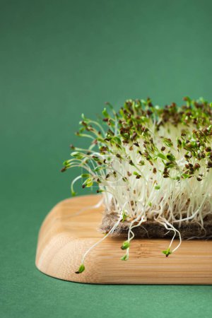 Téléchargez les photos : Macro shot of alfalfa microgreen sprouts on the bamboo wooden board against green background. Healthy nutrition concept. Raw sprouted seeds of microgreens salad - en image libre de droit