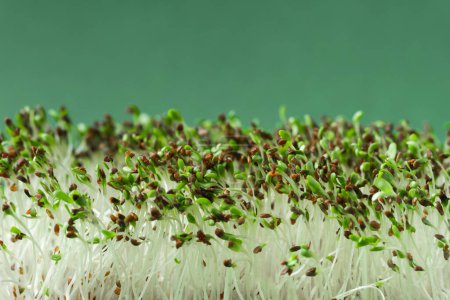 Foto de Macro shot of alfalfa microgreen sprouts on the bamboo wooden board against green background. Healthy nutrition concept. Raw sprouted seeds of microgreens salad - Imagen libre de derechos