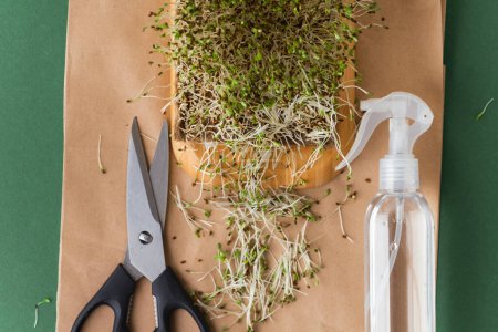 Foto de Macro shot of alfalfa microgreen sprouts on the brown paper textured background next to scissors and spray. Flat lay. Healthy nutrition concept. Taking cake of raw sprouted seeds of microgreens salad. - Imagen libre de derechos