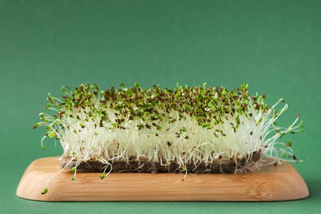 Téléchargez les photos : Macro shot of alfalfa microgreen sprouts on the bamboo wooden board against green background. Healthy nutrition concept. Raw sprouted seeds of microgreens salad - en image libre de droit