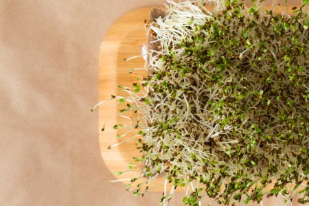 Téléchargez les photos : Macro shot of alfalfa microgreen sprouts on the bamboo wooden board against brown paper textured background. Healthy nutrition concept. Raw sprouted seeds of microgreens salad. Flat lay - en image libre de droit