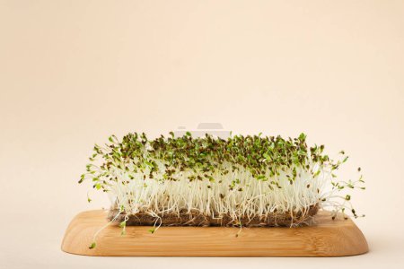Foto de Macro shot of alfalfa microgreen sprouts on the bamboo wooden board against beige background. Healthy nutrition concept. Raw sprouted seeds of microgreens salad - Imagen libre de derechos