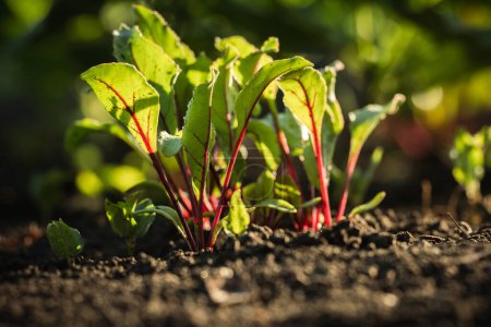 Photo for Macro shot of miniature shovel stuck in a black soil next to fresh green beet sprouts. Home gardening and growing vegetables concept. Planting young beets in the garden. Harvesting beetroot concept - Royalty Free Image