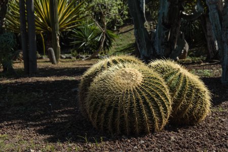 Trois gros cactus de baril ou Echinocactus grusonii dans le climat chaud et sec d'un pays tropical