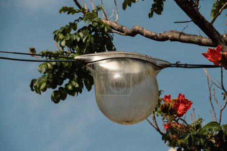Teardrop shaped street lighting against tree branch with flowers of red blossom. Street lamp in the shape of bubble hanging on wires against blue sky at Santa Cruz de Tenerife in Spain