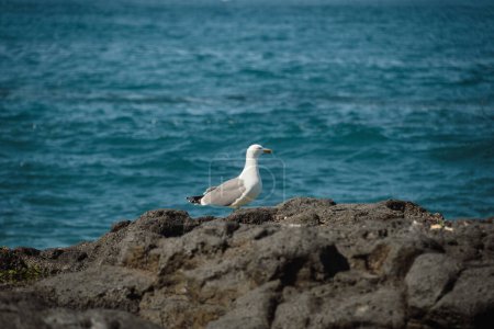 Vue rapprochée des oiseaux de mouette sur le rocher contre la vue sur l'océan avec de grandes vagues. Goélands au bord de la mer