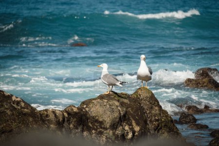 Vue rapprochée des oiseaux de mouette sur le rocher contre la vue sur l'océan avec de grandes vagues. Goélands au bord de la mer