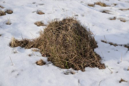 Téléchargez les photos : Herbe sèche sur la neige - en image libre de droit