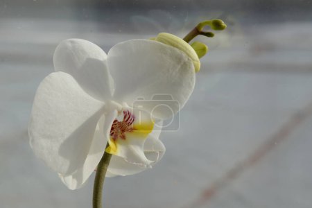 Foto de Zozuliantsev o Orchidaceae (Orchidaceae) - la patria de los monocotiledones perennes terrestres o epífitas (en los trópicos) de las plantas herbáceas - Imagen libre de derechos