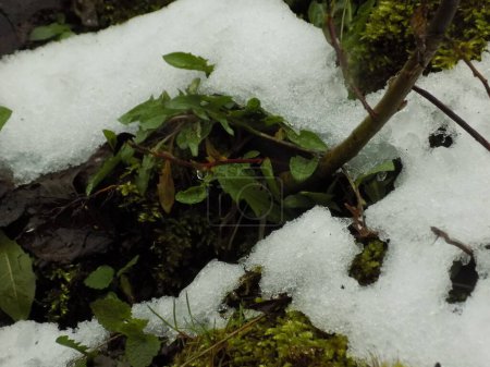Photo for A weed is a wild herbaceous plant.Weeds and snow - Royalty Free Image