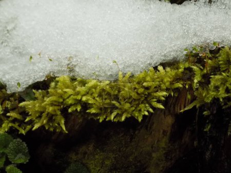 Photo for Mosses (Bryophyta) are higher avascular spore plants.Moss and snow - Royalty Free Image
