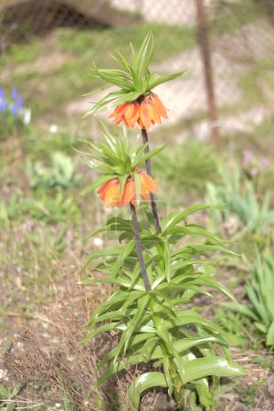 Foto de Fritillaria imperialis es una planta perenne de la familia de los lirios.. - Imagen libre de derechos