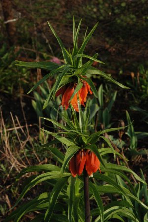 Foto de Fritillaria imperialis es una planta perenne de la familia de los lirios.. - Imagen libre de derechos