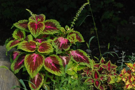 Photo for Coleus (Coleus) is a plant of the St. Nettle family - Royalty Free Image