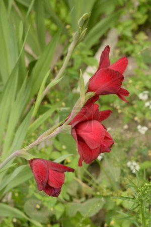 Téléchargez les photos : Kosariki, or Gladiolus (Gladiolus) - en image libre de droit