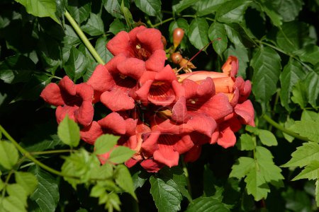 Foto de Campsis es un género de plantas fanerógamas perteneciente a la familia Bignoniaceae.) - Imagen libre de derechos