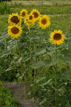 sunfloweroil