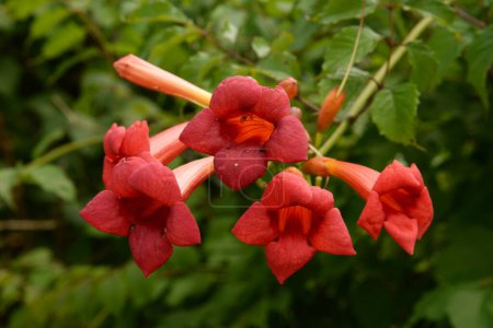 Foto de Campsis es un género de plantas fanerógamas perteneciente a la familia Bignoniaceae.) - Imagen libre de derechos