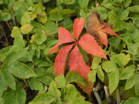 Foto de Uva silvestre de cinco hojas (Parthenocssus quinquefolia) - Imagen libre de derechos