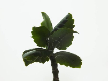 Photo for Kalanchoe (Kalanchoe Adans.) is a genus of herbaceous succulents from the broad-leaved family - Royalty Free Image