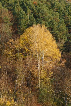 Birch (Btula) is a genus of deciduous trees and shrubs of the birch family (Betulaceae)