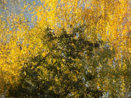 Téléchargez les photos : Birch (Btula) is a genus of deciduous trees and shrubs of the birch family (Betulaceae) - en image libre de droit