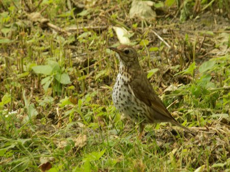 Photo for Song thrush (Turdus philomelos) is a bird from the Thrush family - Royalty Free Image