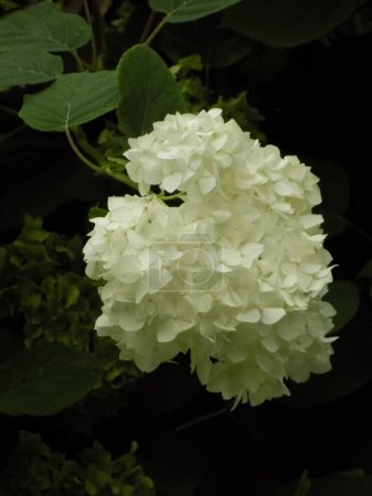 Foto de Hydrangea (Hydrangea) is a genus of flowering plants of the Hydrangea family - Imagen libre de derechos