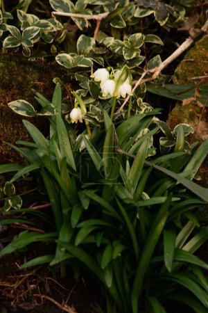 Spring white flower (lat. Leucojum vernum L.)