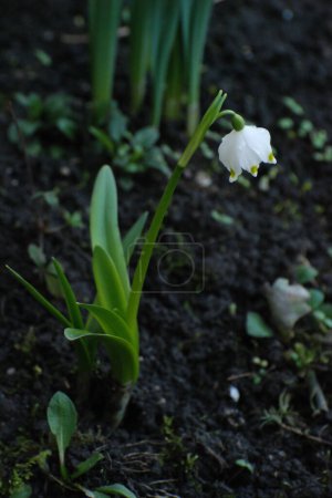 Spring white flower (lat. Leucojum vernum L.)  