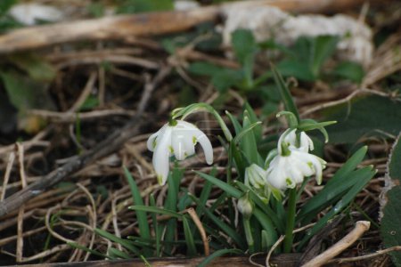 Primavera flor blanca (lat. Leucojum vernum L.)  
