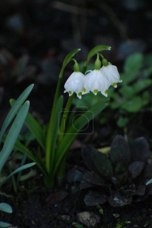 Spring white flower (lat. Leucojum vernum L.)  