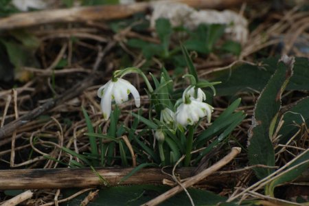 Primavera flor blanca (lat. Leucojum vernum L.)  