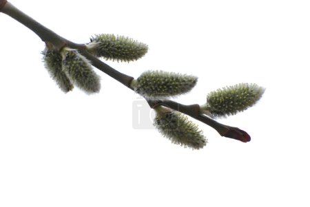Willow (Salix L.), stas. willow (vid prasl. jva)