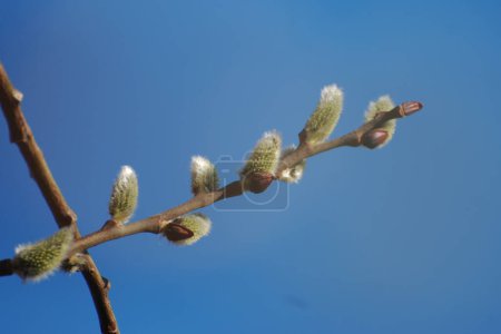 Weiden (Salix L.), stas. Weiden (vid prasl. jva)