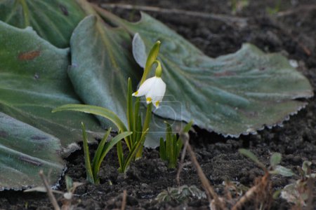 Spring white flower (lat. Leucojum vernum L.)   