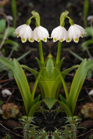 Frühling weiße Blüte (lat. Leucojum vernum L.) 
