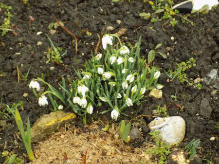 Spring white flower (lat. Leucojum vernum L.) 