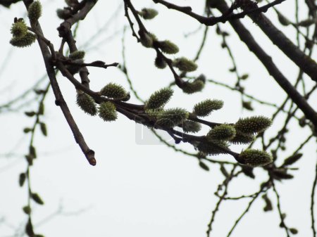 Willow (Salix L.), stas. willow (vid prasl. jva)