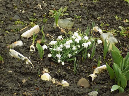 Frühling weiße Blüte (lat. Leucojum vernum L.) 