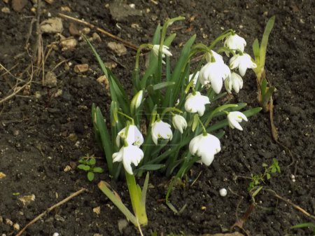 Printemps fleur blanche (lat. Leucojum vernum L.) 
