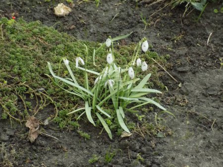Spring white flower (lat. Leucojum vernum L.) 