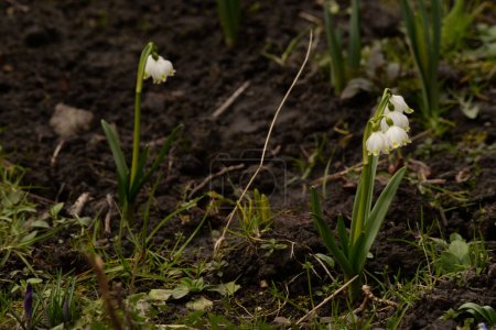 Primavera flor blanca (lat. Leucojum vernum L.) 