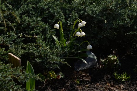 Printemps fleur blanche (lat. Leucojum vernum L.) 