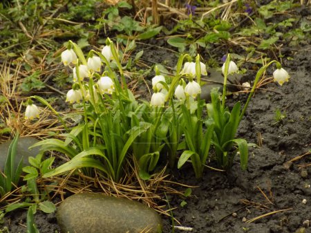 Frühling weiße Blüte (lat. Leucojum vernum L.)           