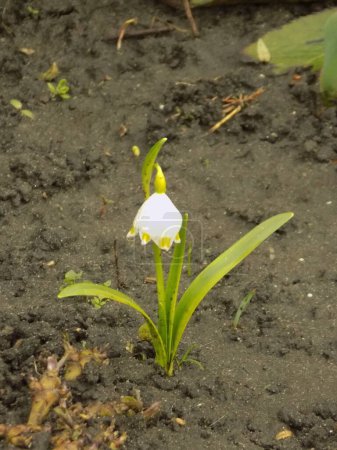 Spring white flower (lat. Leucojum vernum L.)           