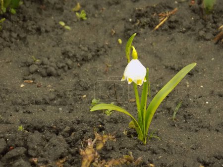 Spring white flower (lat. Leucojum vernum L.)           