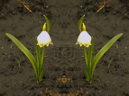 Printemps fleur blanche (lat. Leucojum vernum L.)           