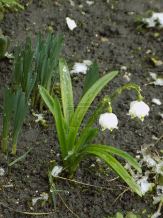  Spring white flower (lat. Leucojum vernum L.)         